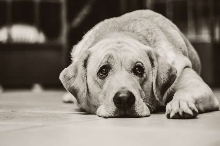 PETSmania - La ansiedad puede afectar negativamente a la salud física mental y social del perro