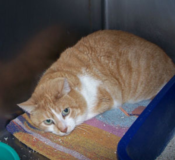 Cómo tratar a un gato con miedo o tímido. 