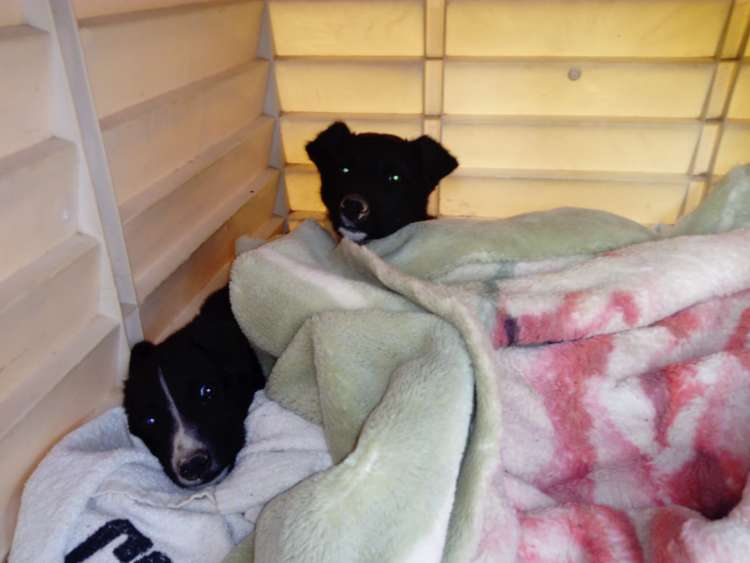 Perro mestizo. Aba Y Tina. Perro en adopcion que busca casa. Perro mestizo. Aba Y Tina. Perro en adopcion que busca casa.