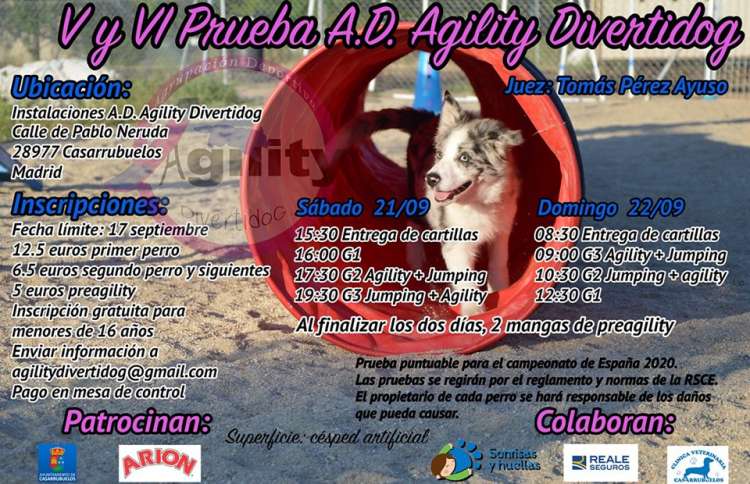 Agility. Prueba de Agility (Madrid   España)