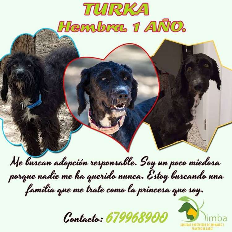 Sociedad Protectora de Animales y Plantas de Cádiz - REFUGIO KIMBA - Turka.