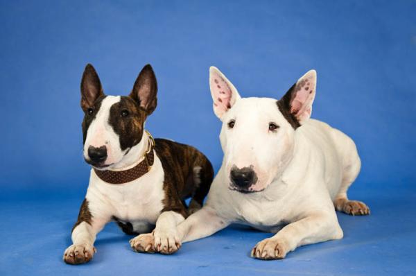 Bull Terrier. 