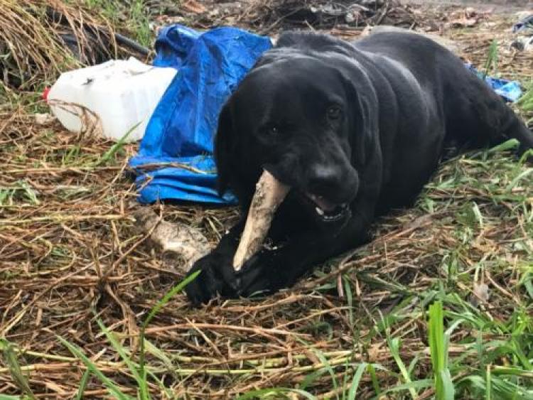 Labrador Retriever. Jassy. Labrador Retriever. Jassy.