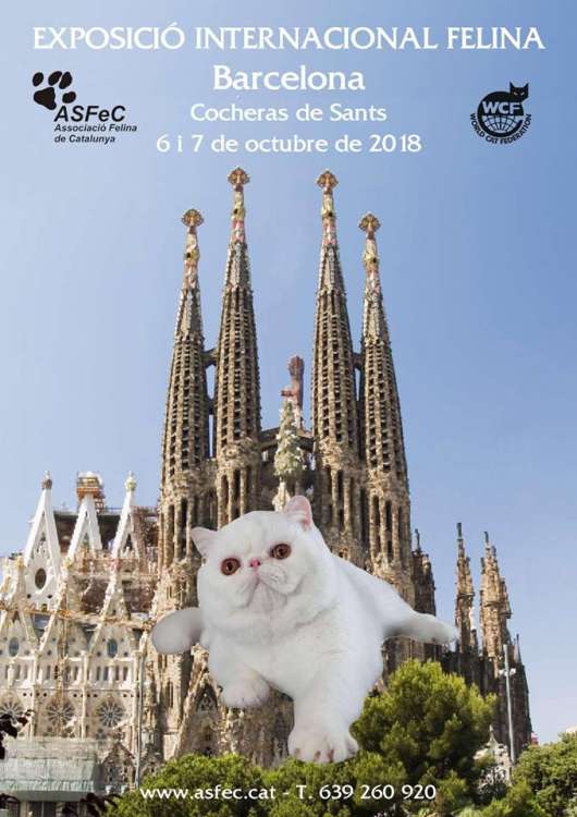 Asociación Felina de Catalunya A.S.F.E.C. - Belleza. EXPOSICIÓN INTERNACIONAL FELINA (Barcelona   España)