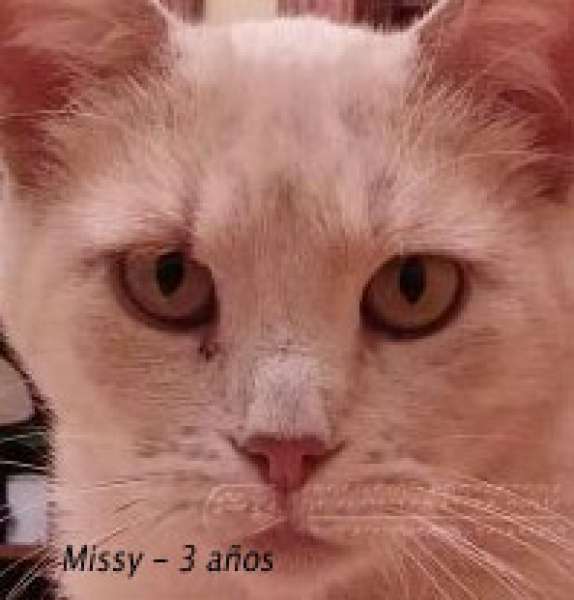Asociación Protectora de Animales de LA RIOJA - Gato mestizo. Missy.