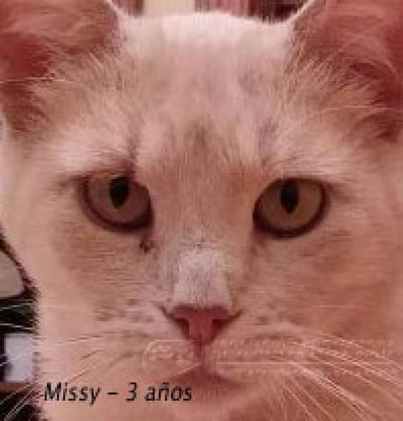 Gato mestizo. Missy. Gato mestizo. Missy.