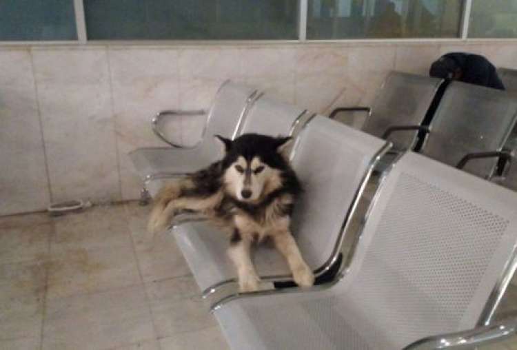 Este perro espera a su dueño en la Clínica 6 (Foto tomada del Facebook)
