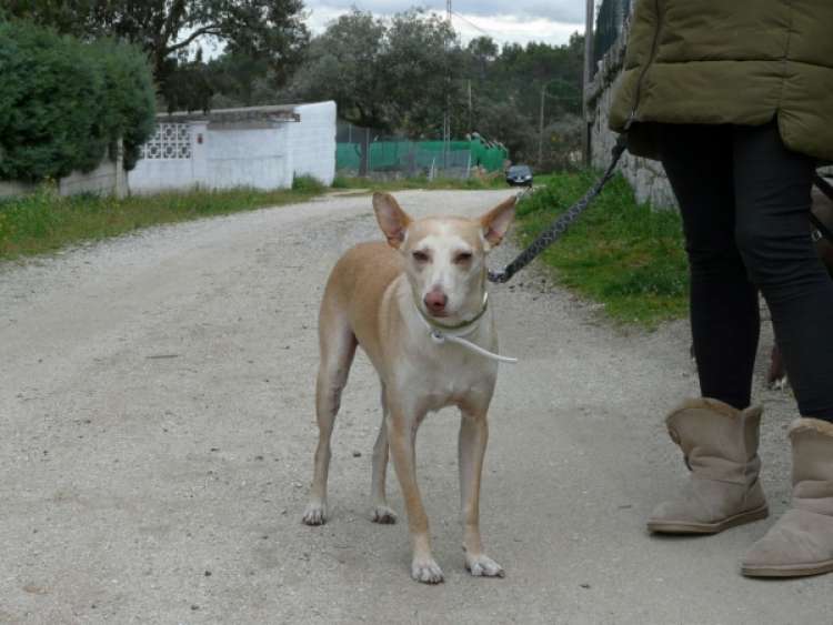 EVOLUCIÓN Asoc. Defen. Y Derechos de los Animales - Romeo.