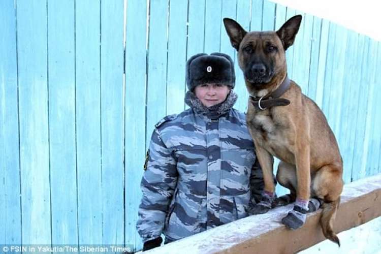 Uno de los perros clonados en entrenamiento (FSIN in Yakutia   The Siberian Times)