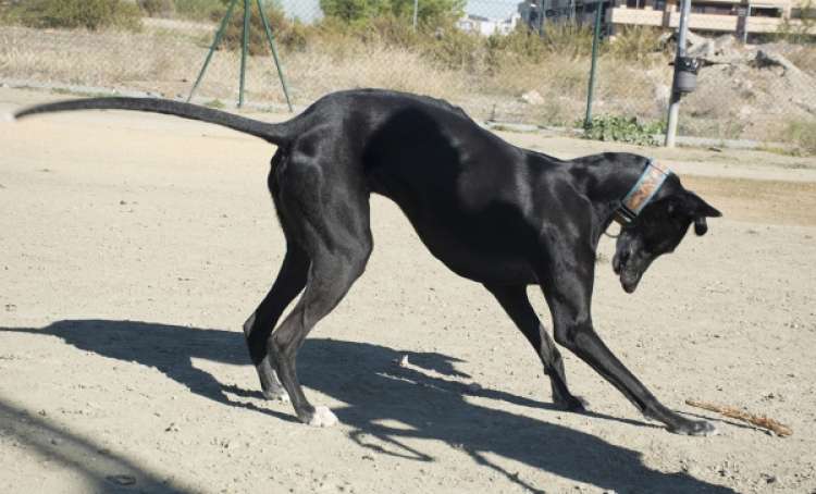 Sombra. Perro en adopcion que busca casa.