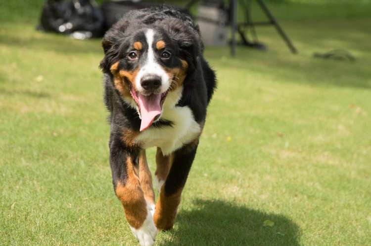 Bernese Mountain Dog