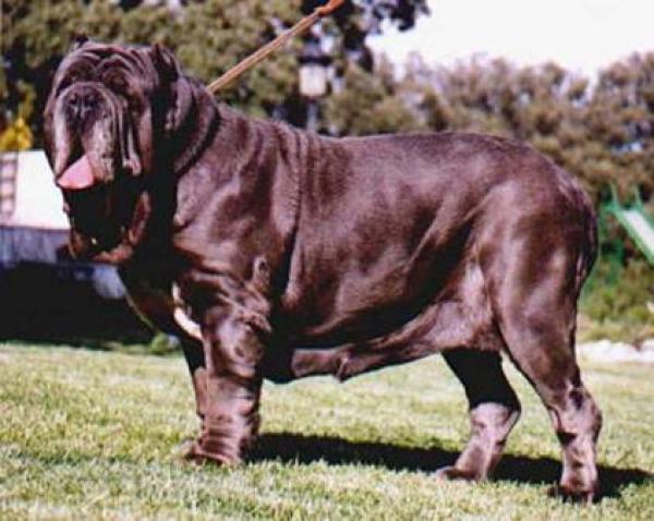 MOLOSOS DEL COLISEO - Mastín Napolitano. Ch.Adelaide de Caligula il Grande