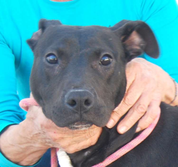 Pit Bull Terrier. Elvis.