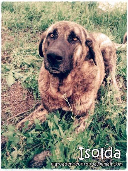 Mastín Español. Isolda. Mastín Español. Isolda.