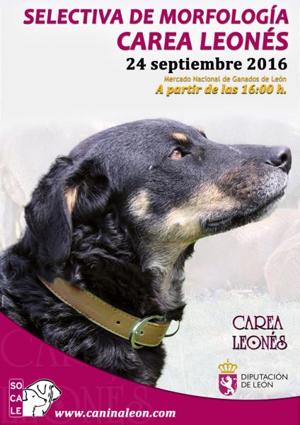 Sociedad Canina Leonesa - Carea Leonés. Belleza. CONCENTRACIÓN SELECTIVA de MORFOLOGÍA del CAREA LEONÉS (León   España)
