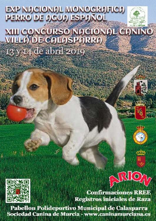 Belleza. XIII CONCURSO CANINO DE CALASPARRA (Murcia   España)