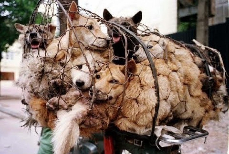 Activistas piden que se prohíba el festival anual de carne de perro celebrado en China.