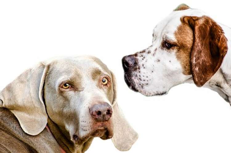 Perros adultos Perros adultos