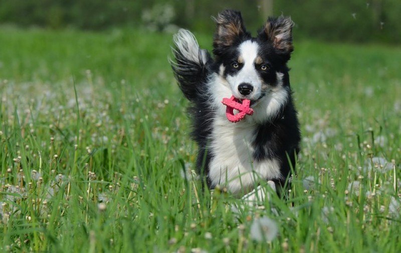 Border Collie.