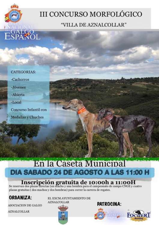 Belleza. III CONCURSO MONOGRÁFICO DEL GALGO ESPAÑOL (Sevilla   España)