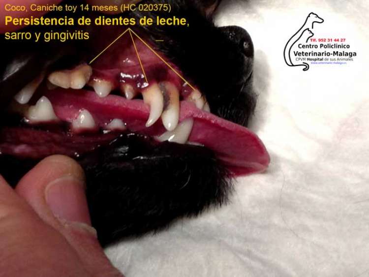 Persistencia de dientes de leche.  Hospital Centro Policlínico Veterinario Málaga.