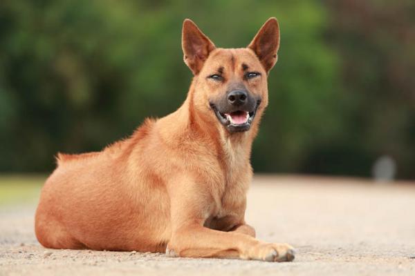 PETSmania - Thai Ridgeback Dog. 