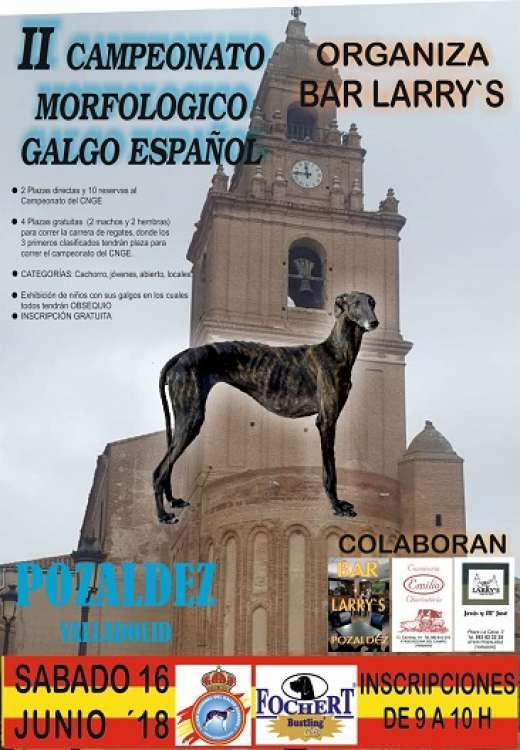 II CAMPEONATO MORFOLÓGICO DEL GALGO ESPAÑOL
