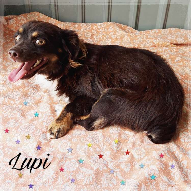 Perro mestizo. Lupi.