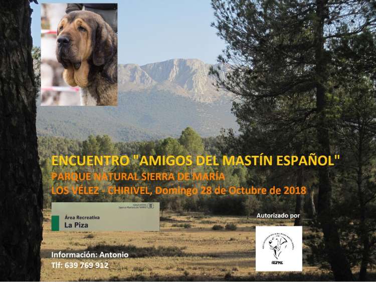 Asociación Española del Perro Mastín Español - Otros. ENCUENTRO   AMIGOS DEL MASTÍN ESPAÑOL   (Almería   España)
