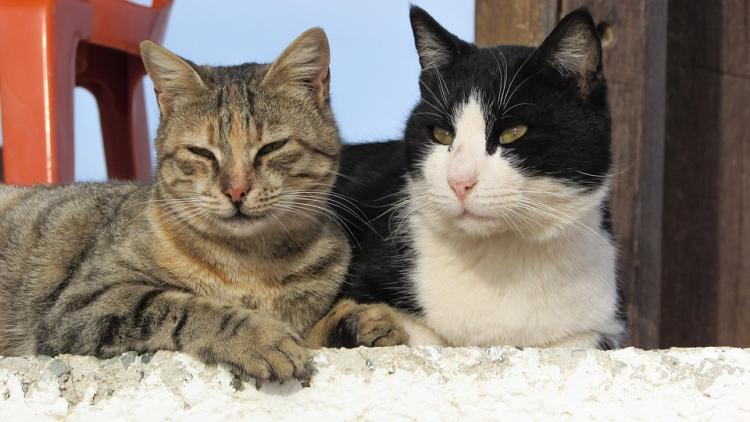 Gatos al sol Gatos al sol