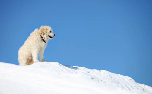 Perro de Pastor de Rusia Meridional.  Perro de Pastor de Rusia Meridional.