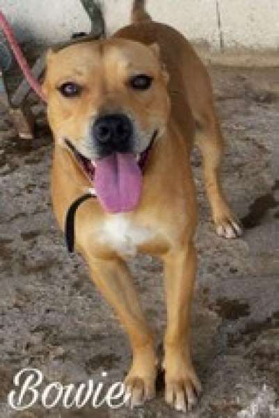 Bowie. Perro en adopcion que busca casa.