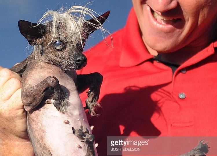 Chihuahueño. Chihuahueño.