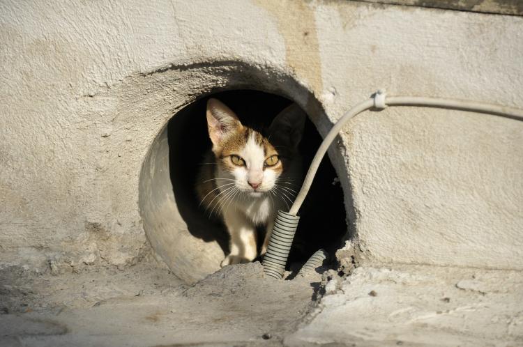 PETSmania - Gato en una tubería