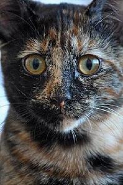 Comun Europeo. Sabana