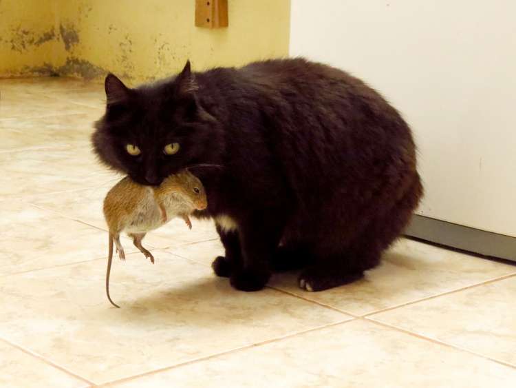 Gato negro con un ratón