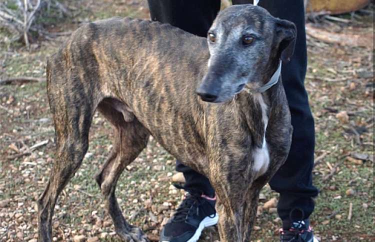 Galgo Español. Izond.