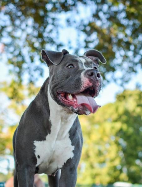 Pit Bull Terrier. Una mujer muere en Ciudad Real después de que un pitbull atacará a sus perros