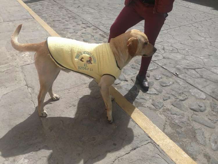 Hasta ahora   ha ayudado a más de 100 perros en situación de calle con abrigo  comida y techo.