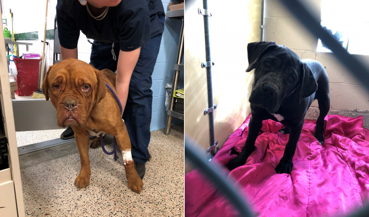 Cortesía de la SPCA de Pensilvania.