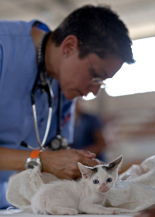 ¿Tu mascota disfruta al ir al veterinario? Veterinario con unos gatitos