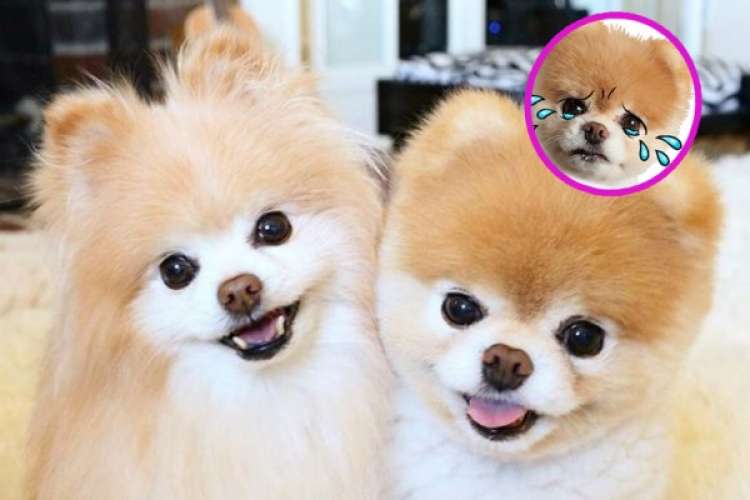 Boo y Buddy los perritos más lindos del mundo (Foto  WAPA.pe)