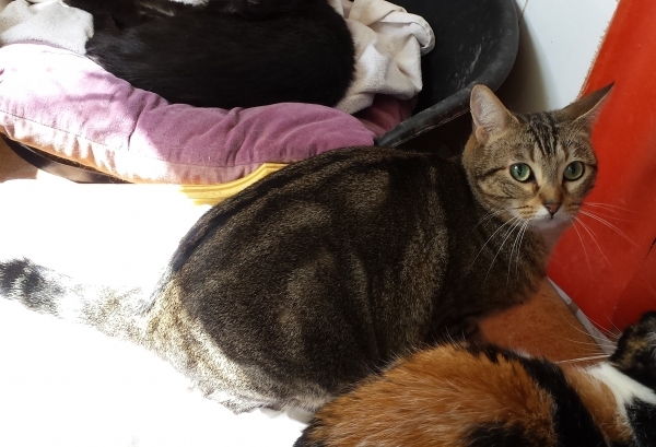 Comun Europeo. SUCRE