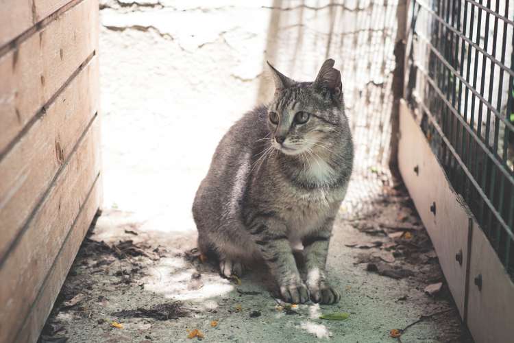Anais. Gato en adopcion que busca casa.