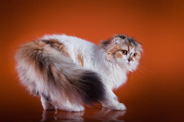 Fold Escocés de Pelo Largo. 