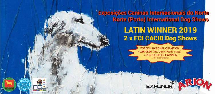 Belleza. 88.ª Exposição Canina Internacional do Norte (ALW19 - LATIN WINNER 2019) ( - Portugal)