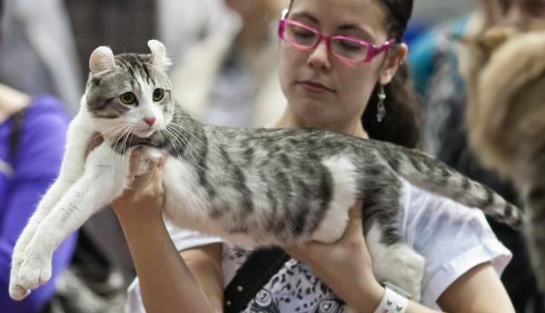 Curl Americano.  Curl Americano.