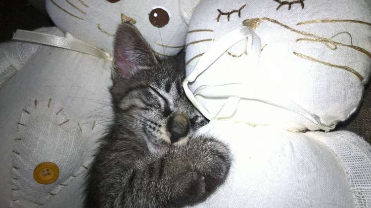 Gato mestizo. Namir.