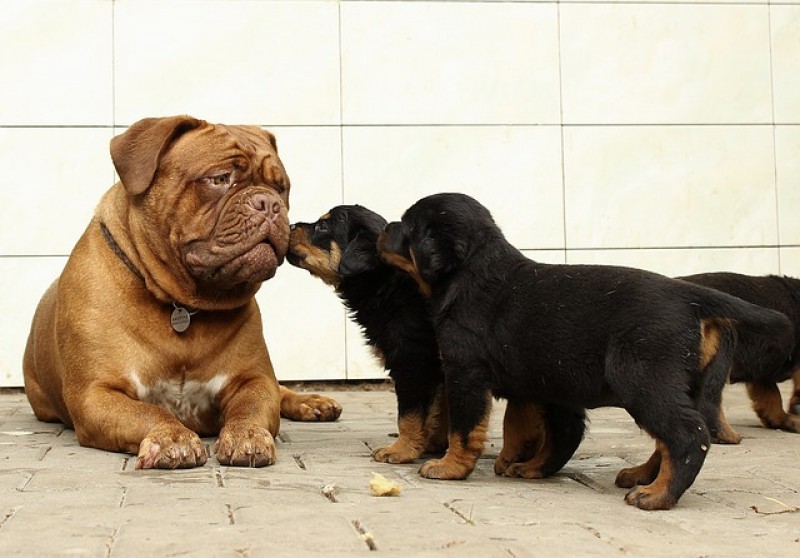 Dogo de Burdeos con cachorros de Rottweiler.