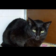 Tatiana.  Gato en adopcion que busca casa.